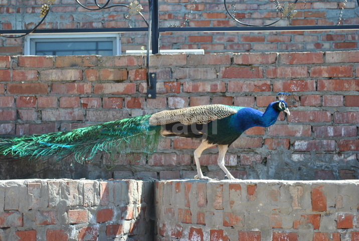 Продажа дома, 314м <sup>2</sup>, 23 сот., Саратов, Саратовская область,  Энгельс