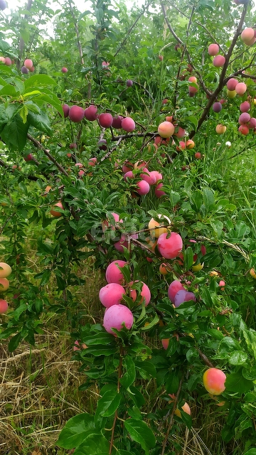 Продажа дома, 62м <sup>2</sup>, 8 сот., Саратов, Саратовская область,  