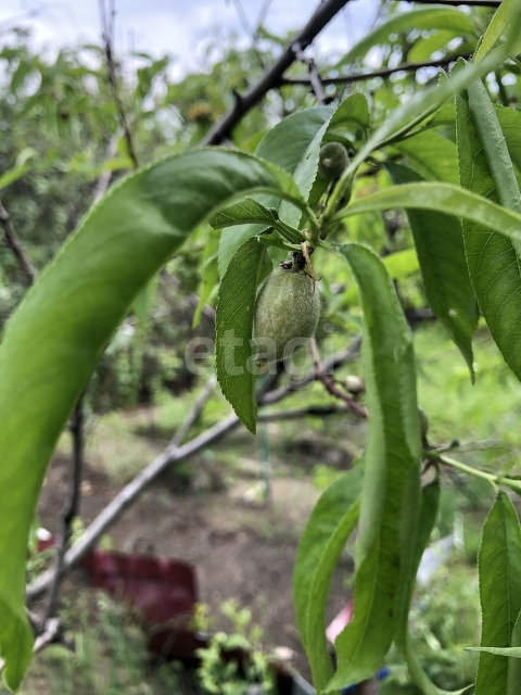 Продажа участка, Саратов, Саратовская область,  Саратов