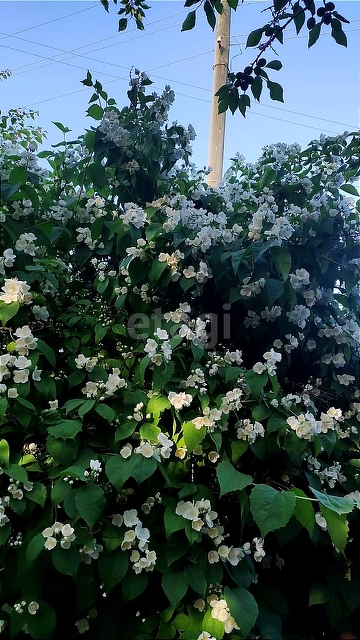 Продажа дома, 49м <sup>2</sup>, 6 сот., Саратов, Саратовская область,  