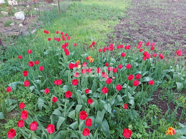 Продажа дачи, 50м <sup>2</sup>, 4 сот., Саратов, Саратовская область,  