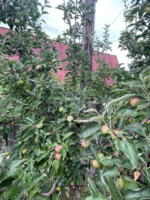 Продажа дачи, 75м <sup>2</sup>, 5 сот., Саратов, Саратовская область,  Ленинский