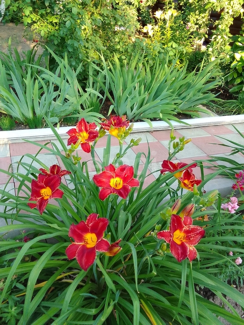 Продажа дачи, 24м <sup>2</sup>, 3 сот., Саратов, Саратовская область,  Энгельс