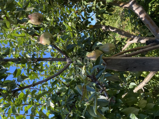 Продажа дачи, 24м <sup>2</sup>, 4 сот., Саратов, Саратовская область,  Энгельс