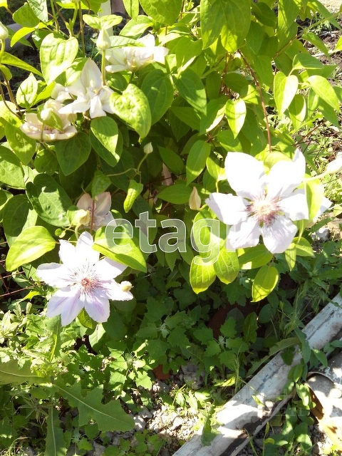 Продажа дачи, 40м <sup>2</sup>, 8 сот., Саратов, Саратовская область,  