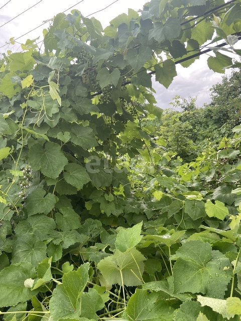 Продажа дома, 26м <sup>2</sup>, 1 сот., Саратов, Саратовская область,  