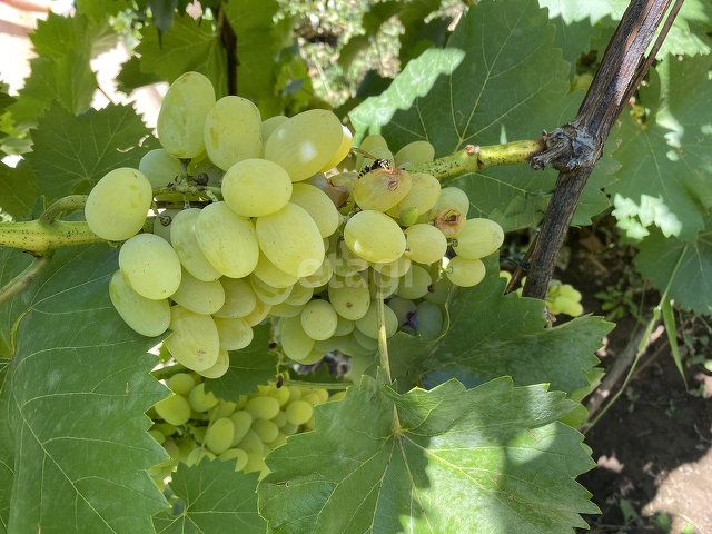 Продажа дачи, 24м <sup>2</sup>, 4 сот., Саратов, Саратовская область,  Энгельс