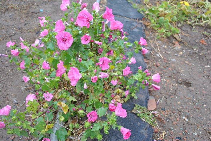 Продажа участка, Саратов, Саратовская область,  Энгельс