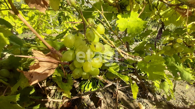 Продажа дачи, 16м <sup>2</sup>, 7 сот., Саратов, Саратовская область,  Кировский