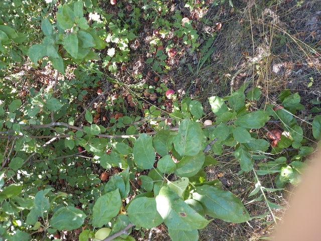 Продажа участка, Саратов, Саратовская область,  Саратов