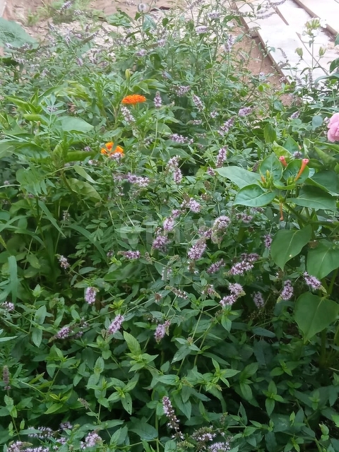 Продажа дома, 70м <sup>2</sup>, 6 сот., Саратов, Саратовская область,  