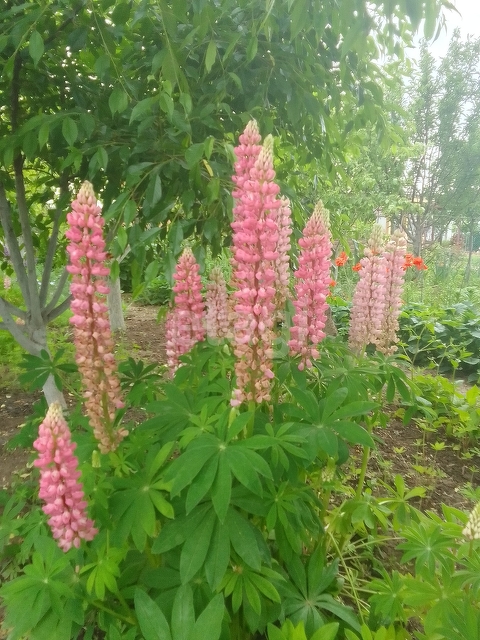 Продажа дачи, 24м <sup>2</sup>, 3 сот., Саратов, Саратовская область,  Энгельс