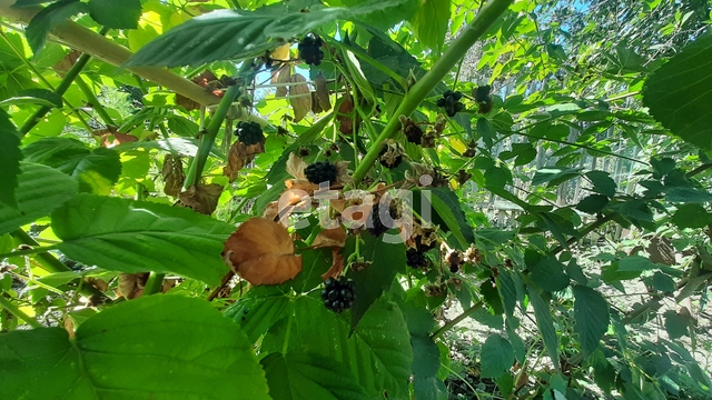 Продажа дачи, 16м <sup>2</sup>, 7 сот., Саратов, Саратовская область,  Кировский