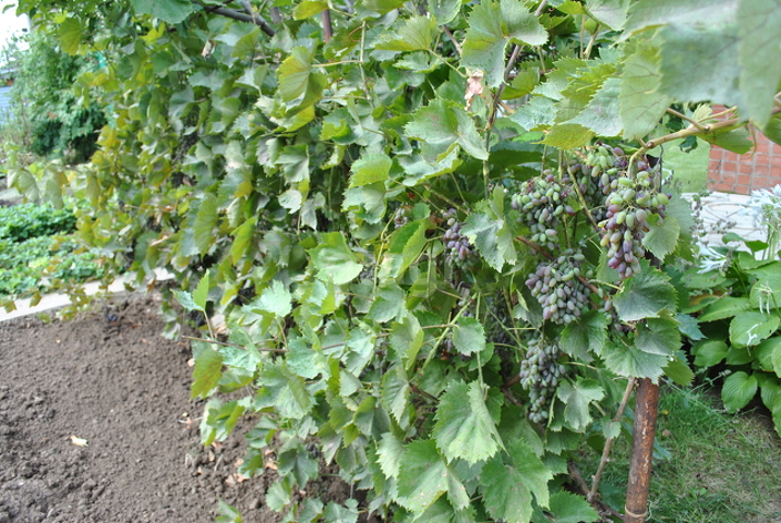 Продажа дачи, 31м <sup>2</sup>, 4 сот., Саратов, Саратовская область,  