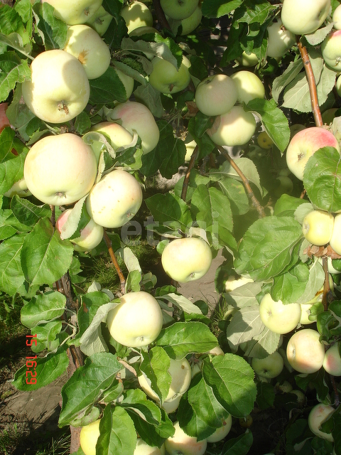 Продажа дома, 144м <sup>2</sup>, 5 сот., Саратов, Саратовская область,  Саратов