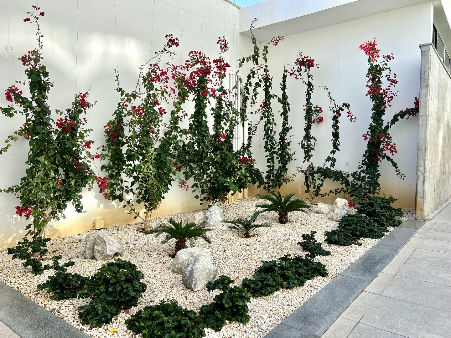 Фото Abelia, 35