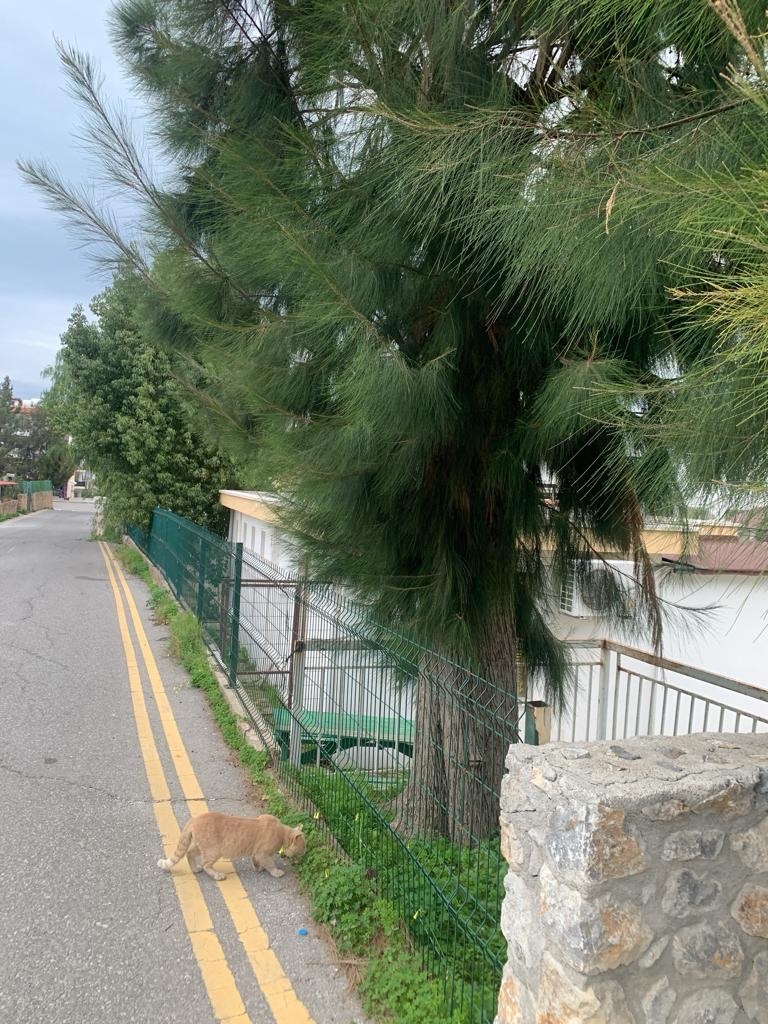 Фото Alsancak, 15