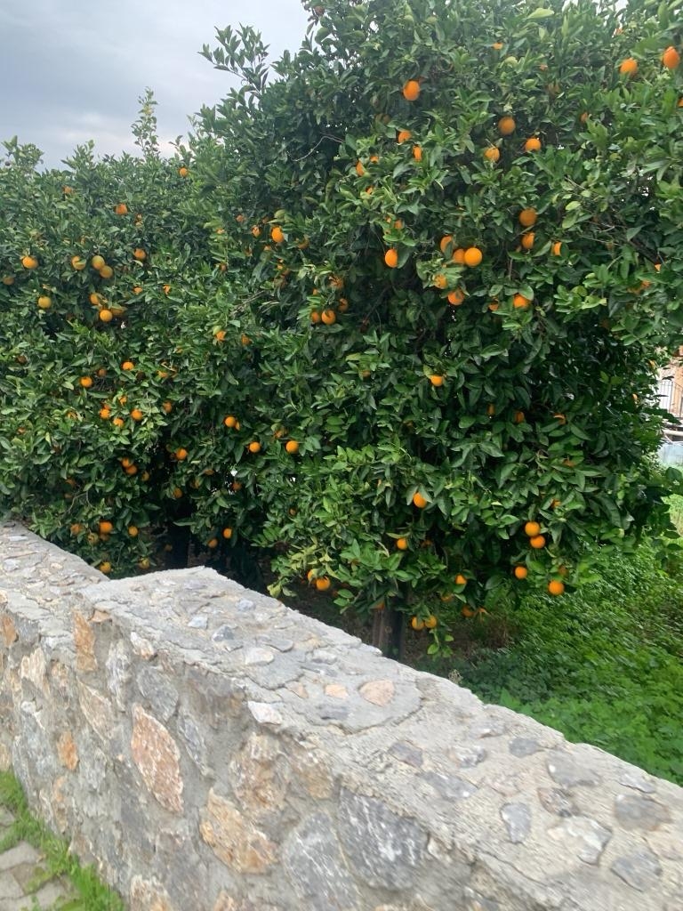 Фото Alsancak, 13