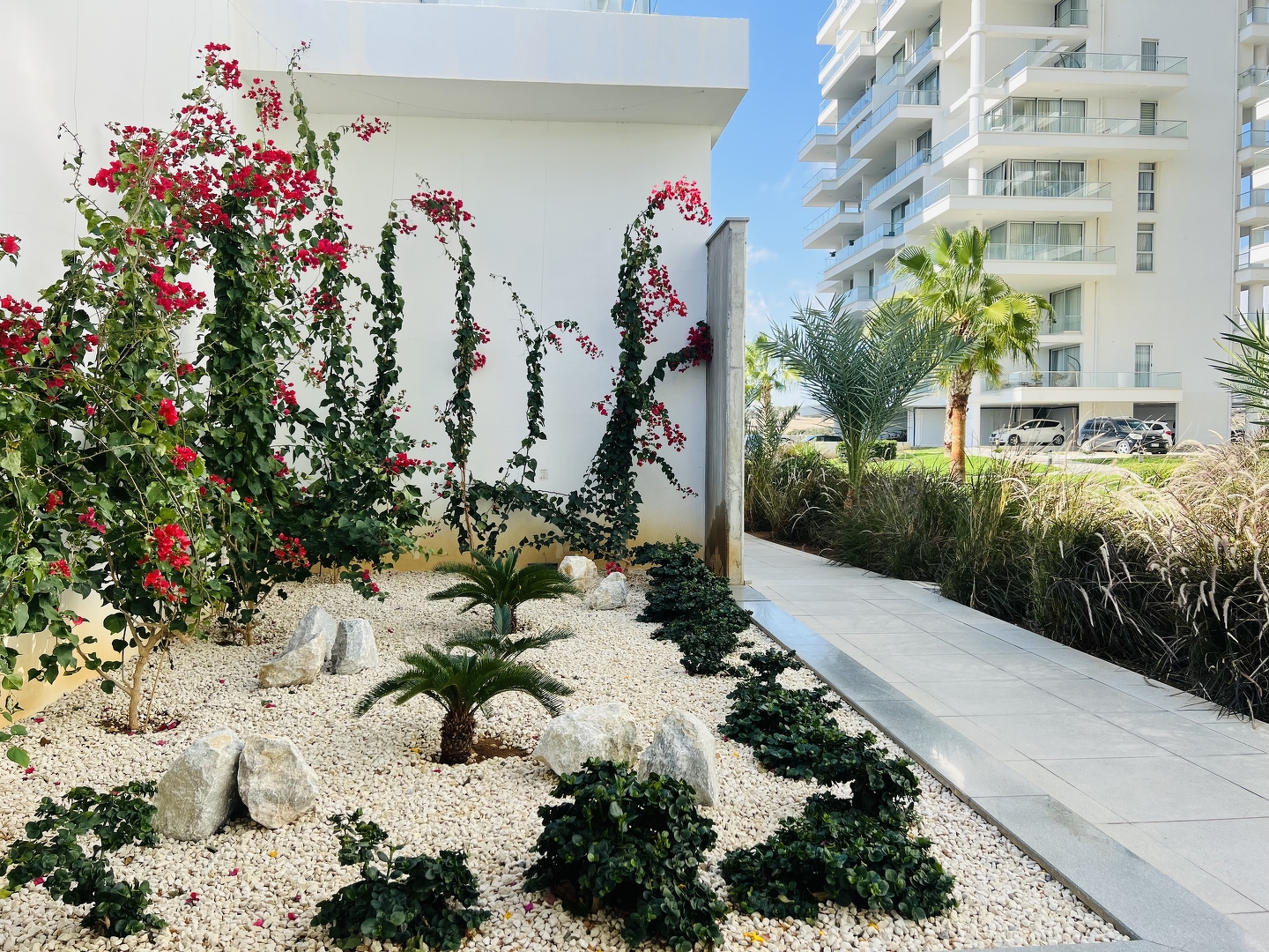 Фото Abelia, 25